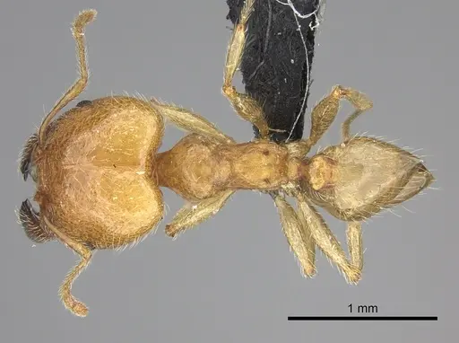 Pheidole spinosa - CASENT0076341
