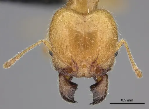 Pheidole spinosa - CASENT0076341