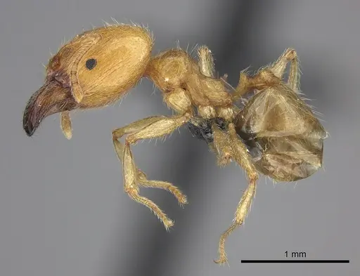 Pheidole spinosa - CASENT0076341