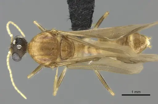 Pheidole spinosa - CASENT0076342