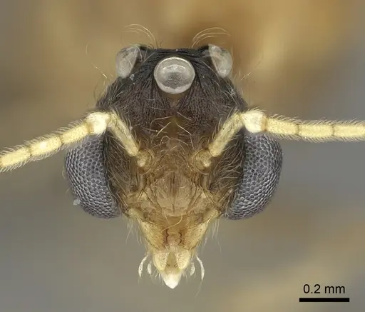 Pheidole spinosa - CASENT0076342