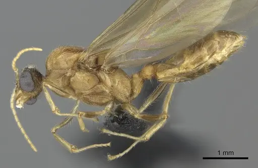 Pheidole spinosa - CASENT0076342