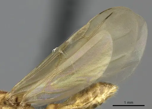 Pheidole spinosa - CASENT0076342