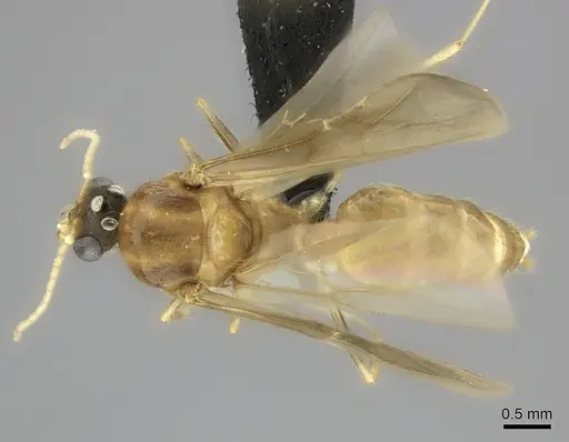 Pheidole spinosa - CASENT0076474