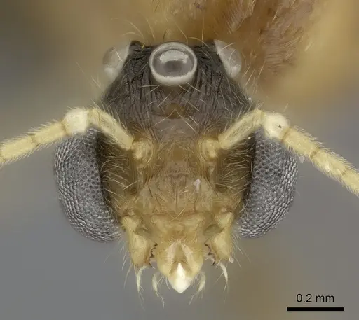 Pheidole spinosa - CASENT0076474