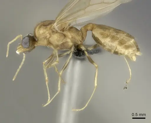 Pheidole spinosa - CASENT0076474