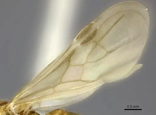 Pheidole spinosa - CASENT0076474