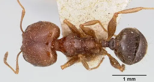 Pheidole spinosa - CASENT0101330