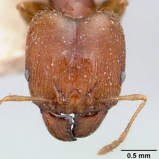 Pheidole spinosa - CASENT0101330