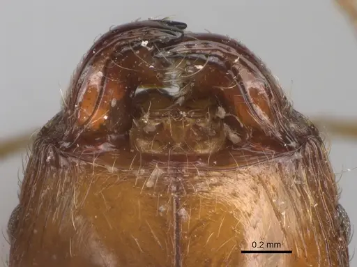 Pheidole spinosa - CASENT0101330