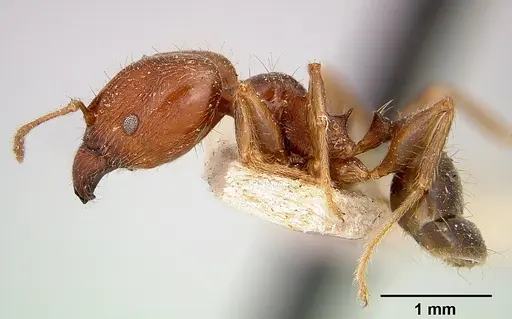 Pheidole spinosa - CASENT0101330