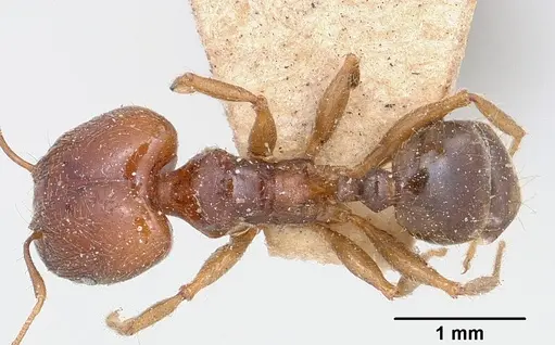 Pheidole spinosa - CASENT0101331