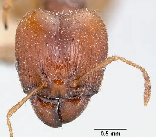 Pheidole spinosa - CASENT0101331