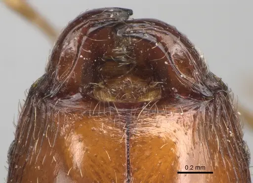 Pheidole spinosa - CASENT0101331