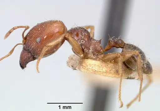 Pheidole spinosa - CASENT0101331