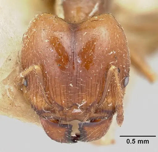 Pheidole spinosa - CASENT0101332