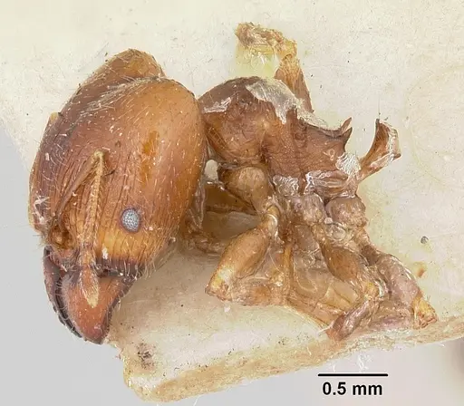 Pheidole spinosa - CASENT0101332