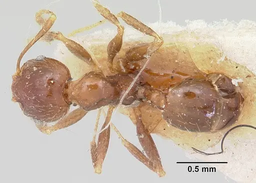 Pheidole spinosa - CASENT0101333