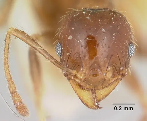 Pheidole spinosa - CASENT0101333