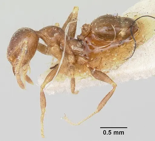 Pheidole spinosa - CASENT0101333