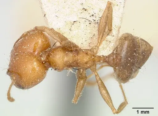 Pheidole spinosa - CASENT0101554