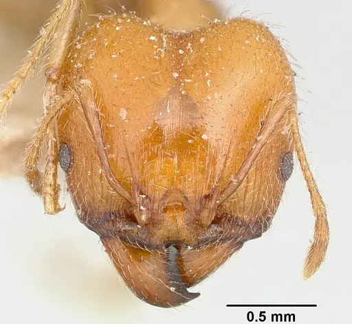 Pheidole spinosa - CASENT0101554
