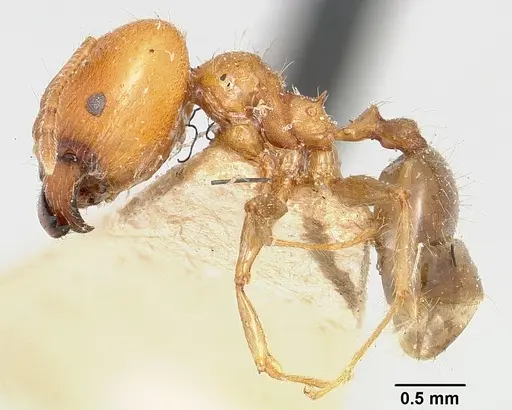 Pheidole spinosa - CASENT0101554