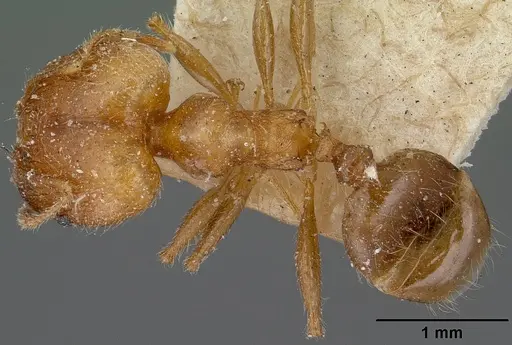 Pheidole spinosa - CASENT0101560