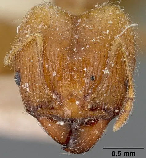 Pheidole spinosa - CASENT0101560