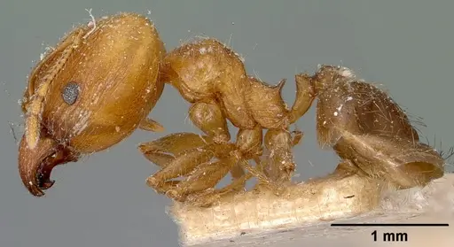 Pheidole spinosa - CASENT0101560