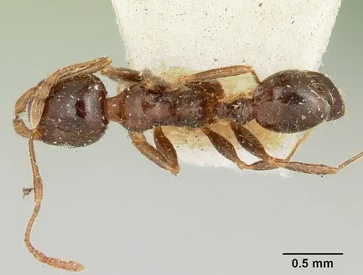Pheidole spinosa - CASENT0101570