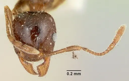 Pheidole spinosa - CASENT0101570