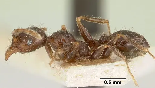 Pheidole spinosa - CASENT0101570