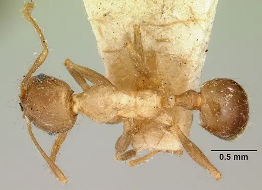 Pheidole spinosa - CASENT0101580