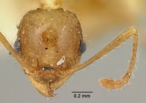 Pheidole spinosa - CASENT0101580