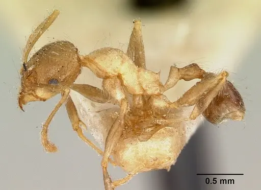 Pheidole spinosa - CASENT0101580