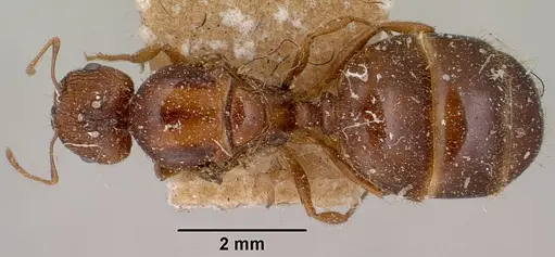 Pheidole spinosa - CASENT0101637