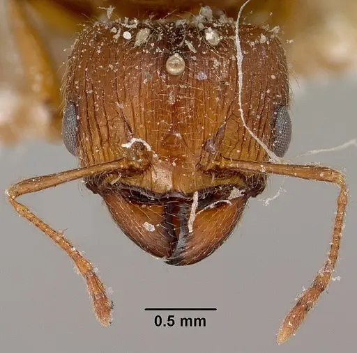 Pheidole spinosa - CASENT0101637
