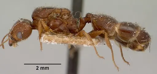 Pheidole spinosa - CASENT0101637