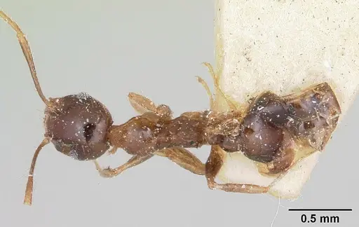 Pheidole spinosa - CASENT0101755