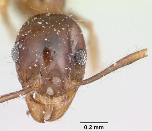 Pheidole spinosa - CASENT0101755