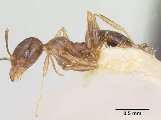 Pheidole spinosa - CASENT0101755