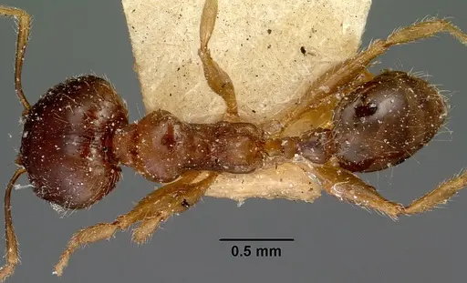 Pheidole spinosa - CASENT0101767