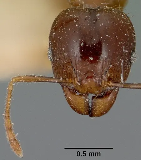 Pheidole spinosa - CASENT0101767