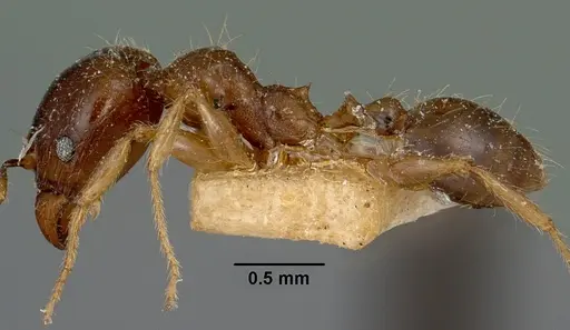 Pheidole spinosa - CASENT0101767