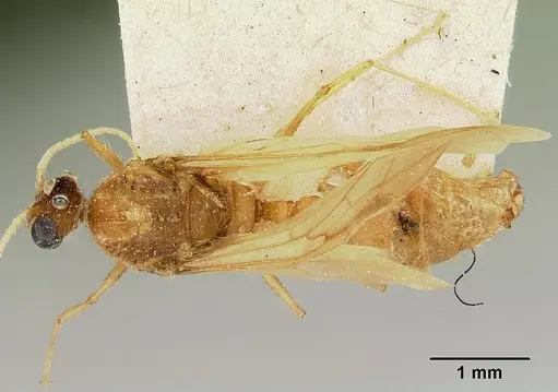 Pheidole spinosa - CASENT0101799