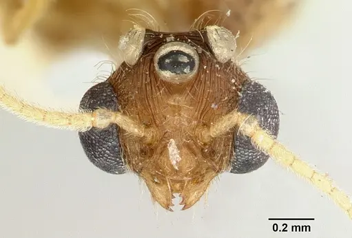 Pheidole spinosa - CASENT0101799