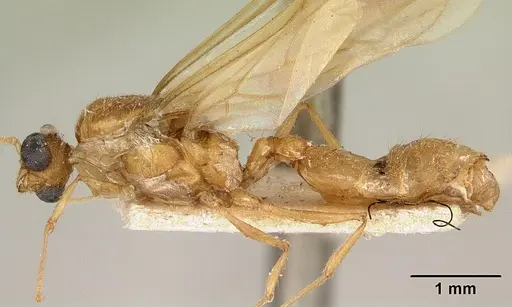 Pheidole spinosa - CASENT0101799