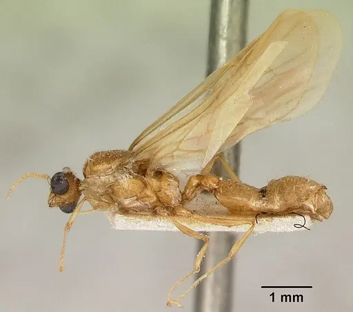 Pheidole spinosa - CASENT0101799