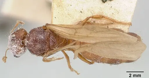 Pheidole spinosa - CASENT0101820